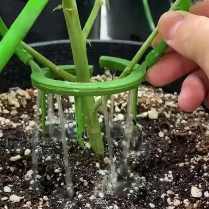 Anneau d'irrigation goutte à goutte pour plantes