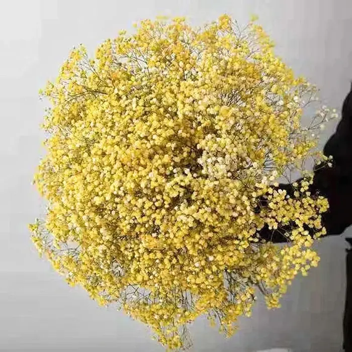 Fleurs conservées séchées fraîches naturelles