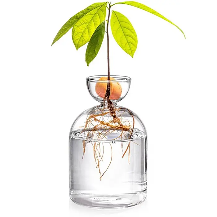 Vase de démarrage de graines d'avocat, Vase en verre Transparent pour plantes en croissance, Kit de culture de graines en verre pour les amateurs de jardinage