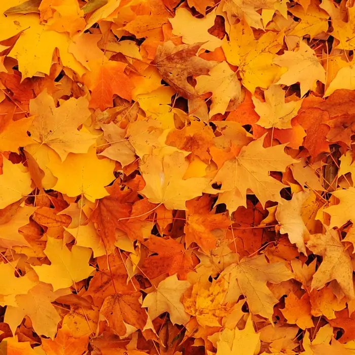 Simulation de feuille d'érable de 8cm, 100/200 pièces, aménagement du Site d'anniversaire de mariage, décoration de Festival de Thanksgiving, accessoires Photo, décoration de tapis