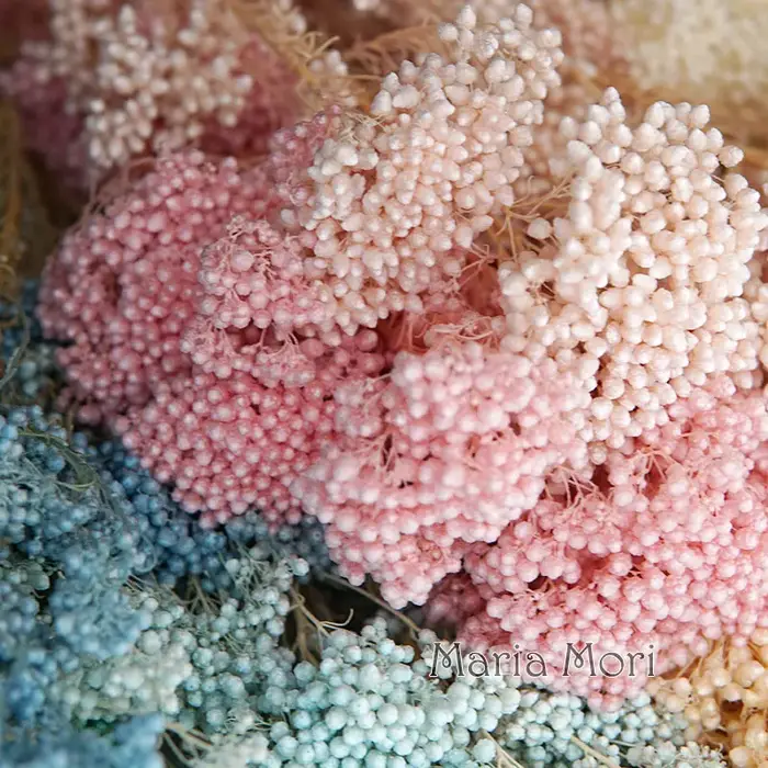 Fleurs séchées conservées de Style nordique