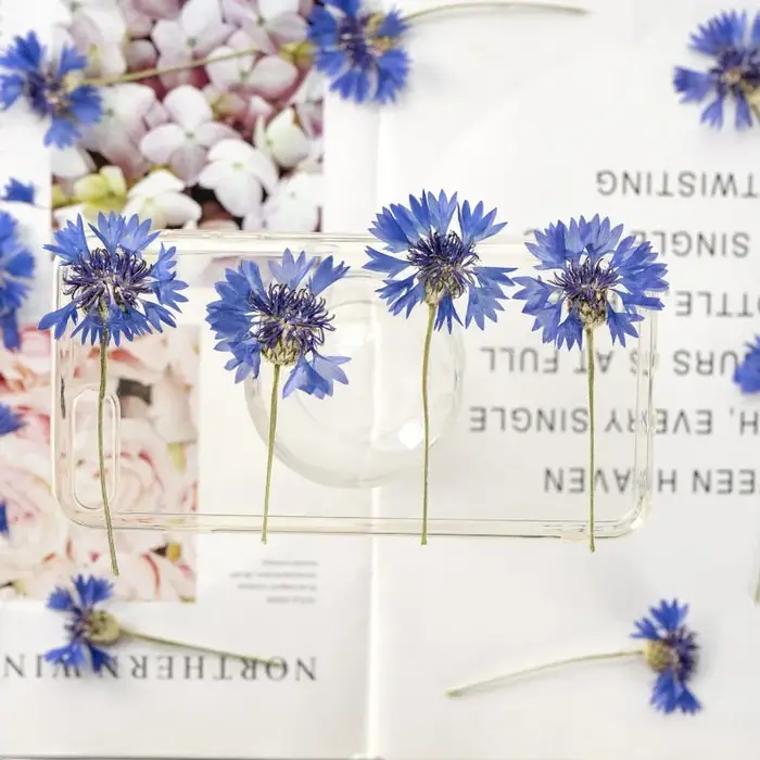12 pièces, Branches de bleuet séchées