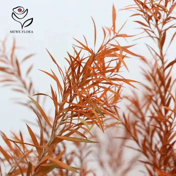 Bouquets de Fleurs vaccées Naturelles pour Décoration de Maison