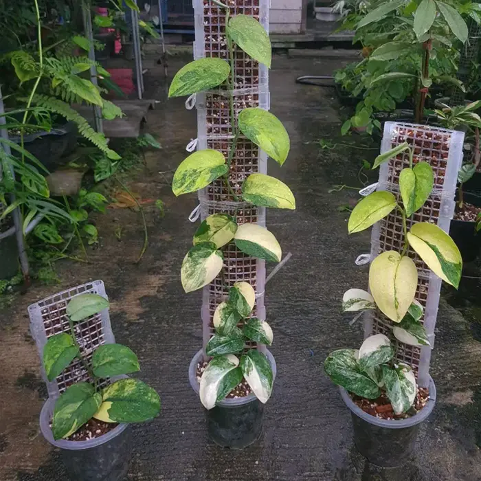 Cadre d'escalade pour plante