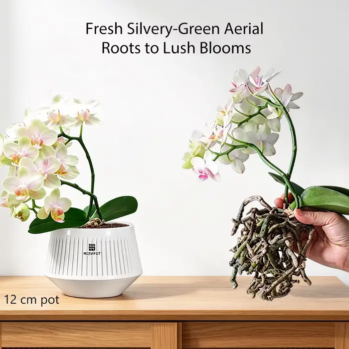 Pots d'orchidées en maille avec trous
