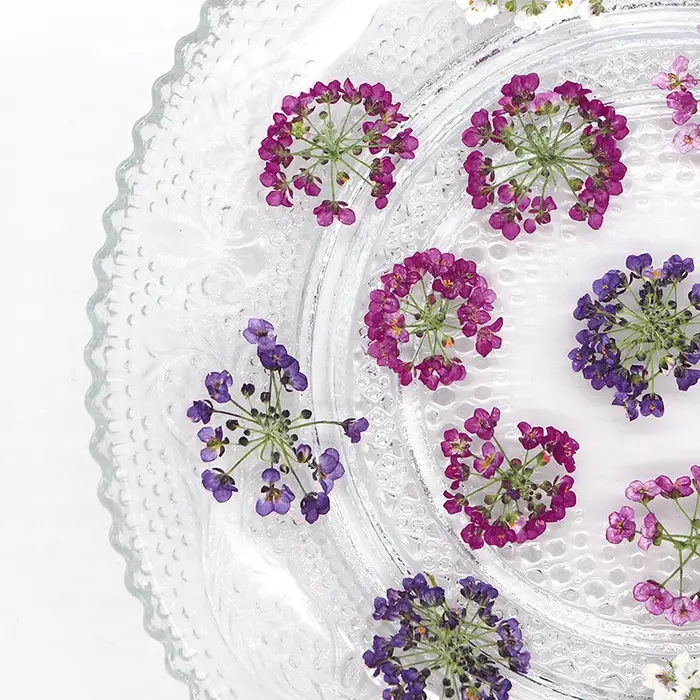 1,5-2,5 cm/12 pièces, Têtes de fleurs de boule de neige pressées naturelles, pour DIY floral authentique, cadre photo, marque-page, coque de téléphone