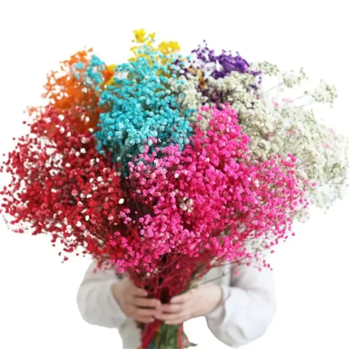 Fleurs conservées séchées fraîches naturelles