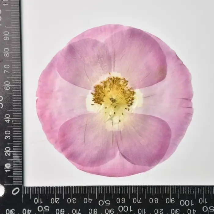 1 pièce/7-10 cm, Véritables pétales de coquelicot pressés pour cadre photo