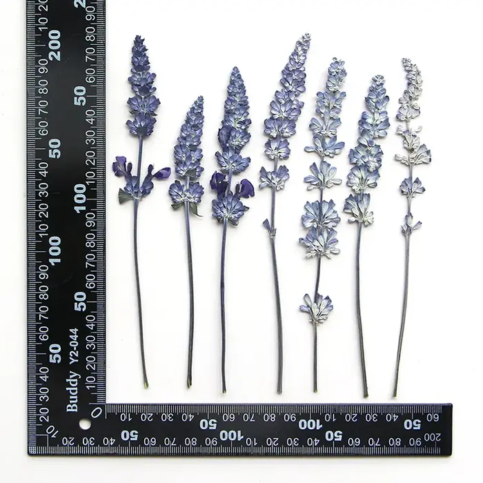 12 pièces/6-10 cm, en gros, spécimens de salvia naturelle, fleurs pressées pour marque-pages DIY, colle goutte à goutte, cadres photo décoratifs, matériaux végétaux
