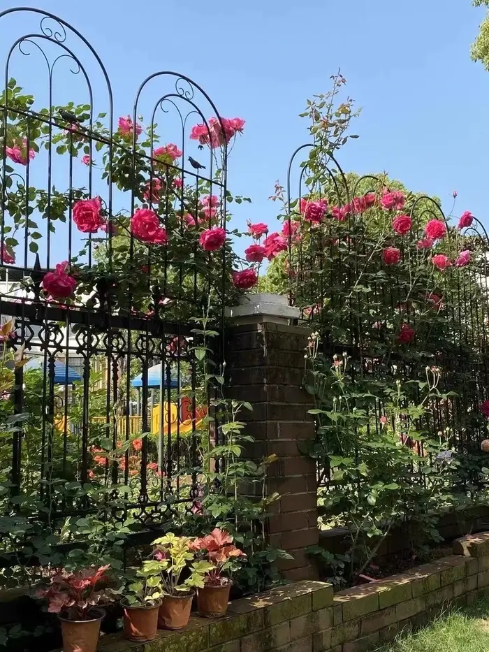 Clôtures de jardin d'extérieur en fer pour plantes grimpantes et fleurs
