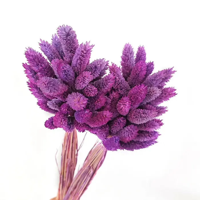 100 pièces de fleurs séchées naturelles Phalaris pour remplissage de vase