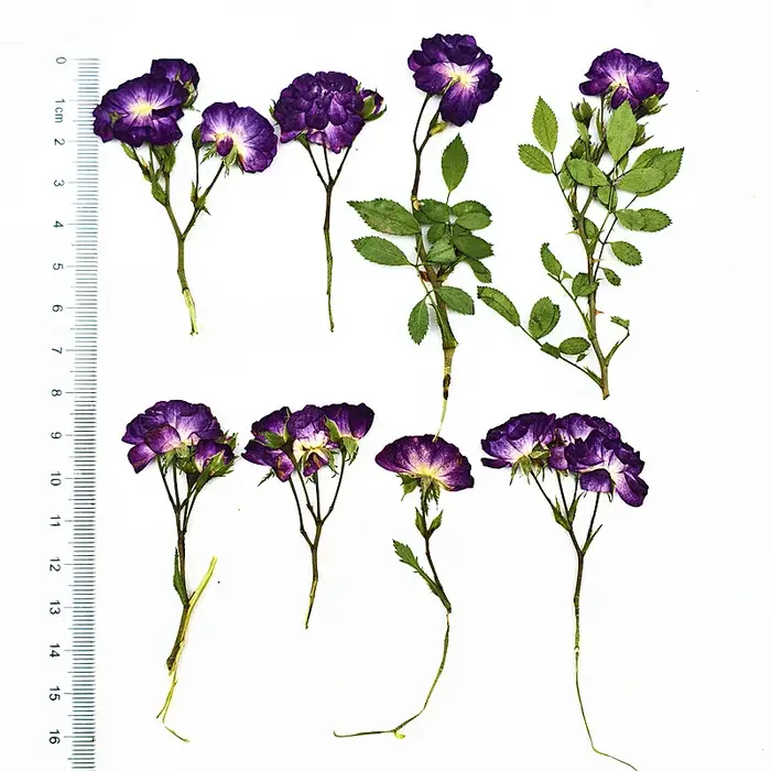 12 pièces, fleurs séchées de roses violettes pressées latéralement avec tiges, spécimens de plantes 