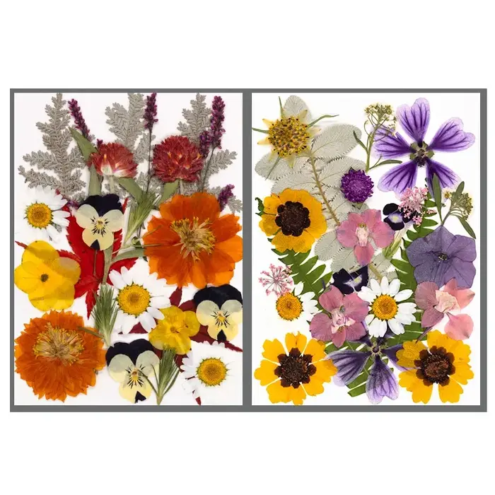 Fleurs séchées naturelles mélangées multicolores pressées pour l'art