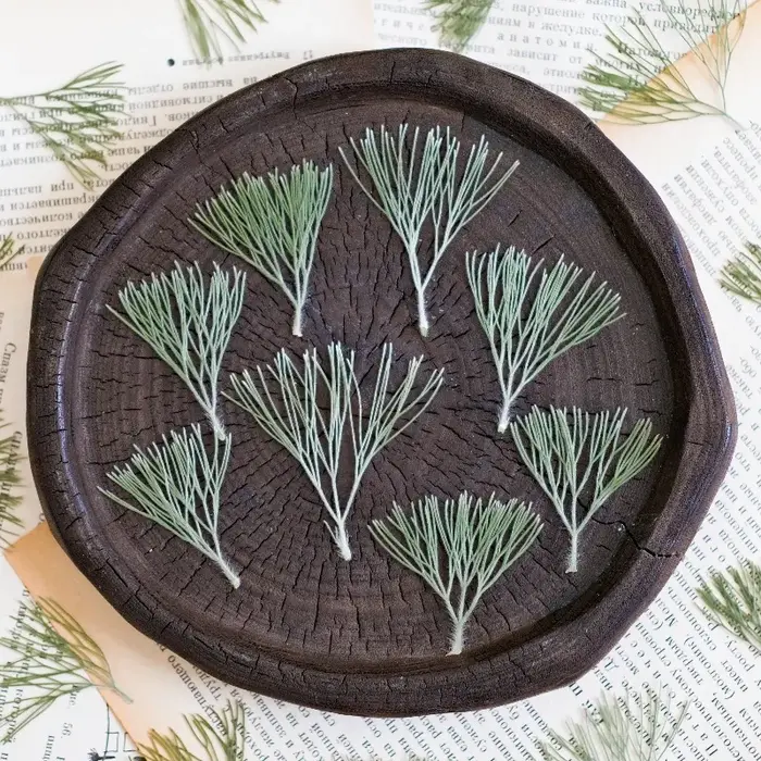 24 pièces, fleurs séchées pressées naturelles Kochia