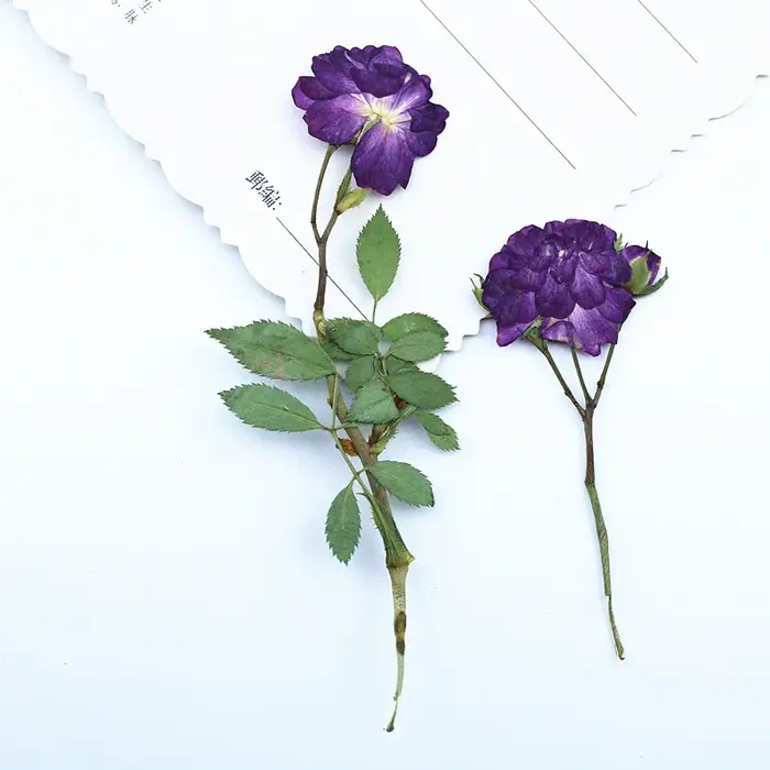 12 pièces, fleurs séchées de roses violettes pressées latéralement avec tiges