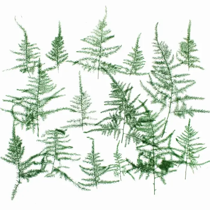 4-5 cm/12 pièces, feuilles pressées d'asperges naturelles