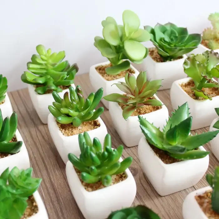 Plantes vertes succulentes artificielles