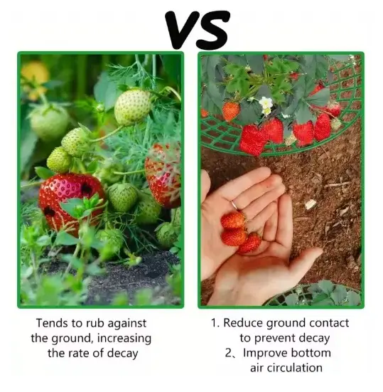 Supports pour plantes de fraises