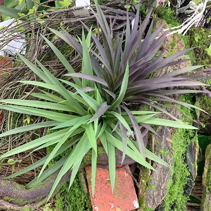 Plante artificielle en plastique Chlorophytum Comosum