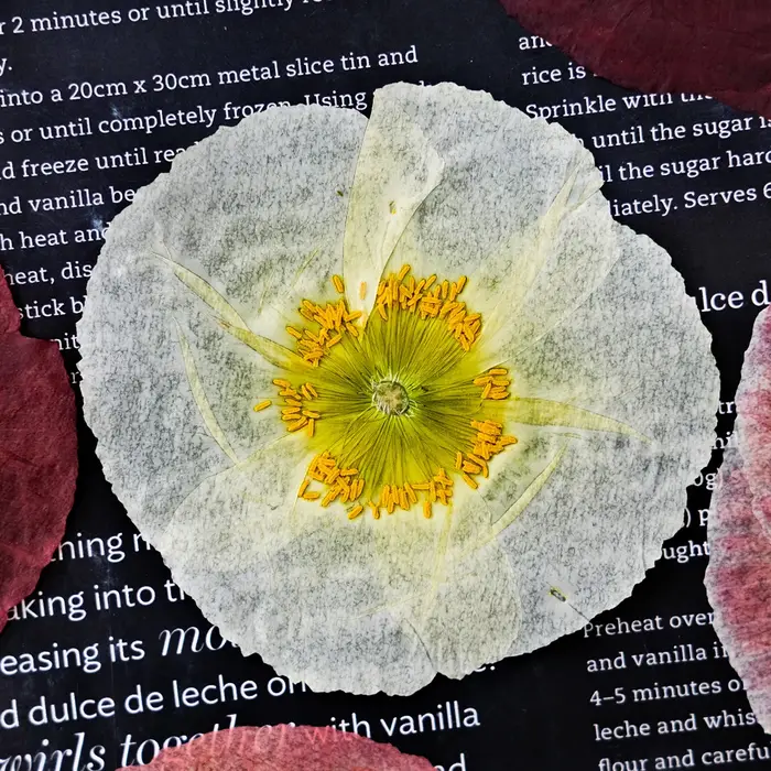 1 pièce, Fleurs de pavot de campagne naturelles séchées pressées pour DIY