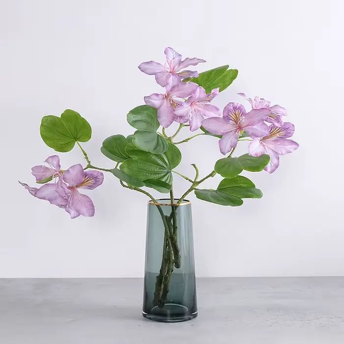 Branche de fleur Bauhinia blanche