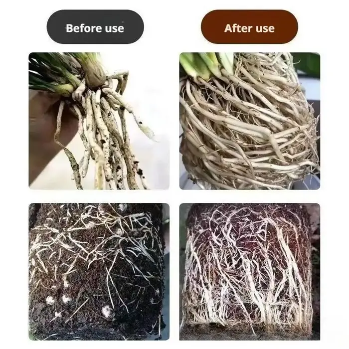 Agent d'enracinement rapide pour plantes