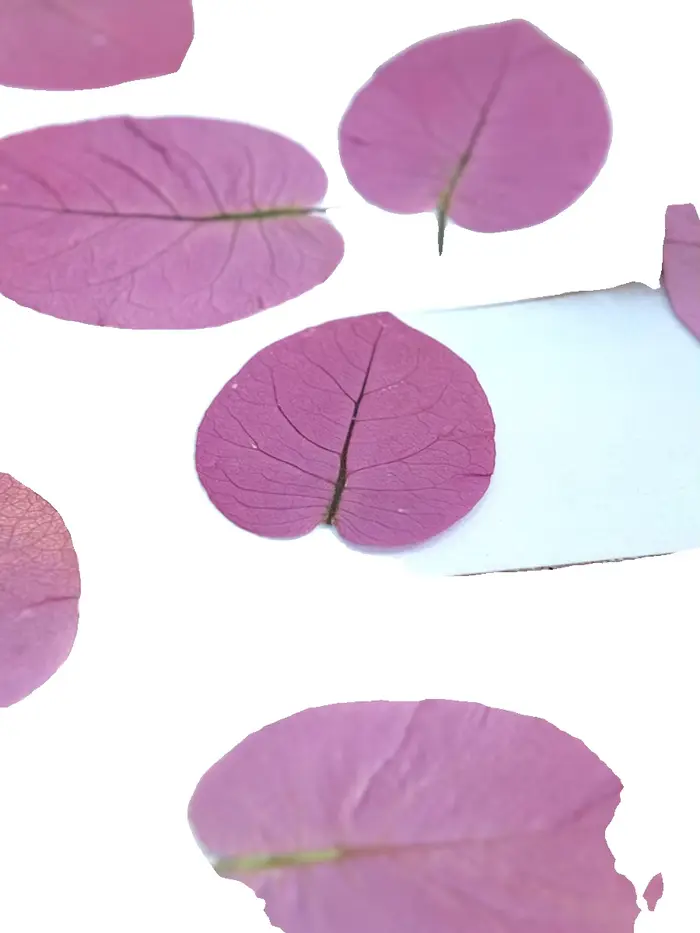 3-5cm/24 pièces, Fleurs de Bougainvillea Glabra pressées naturelles