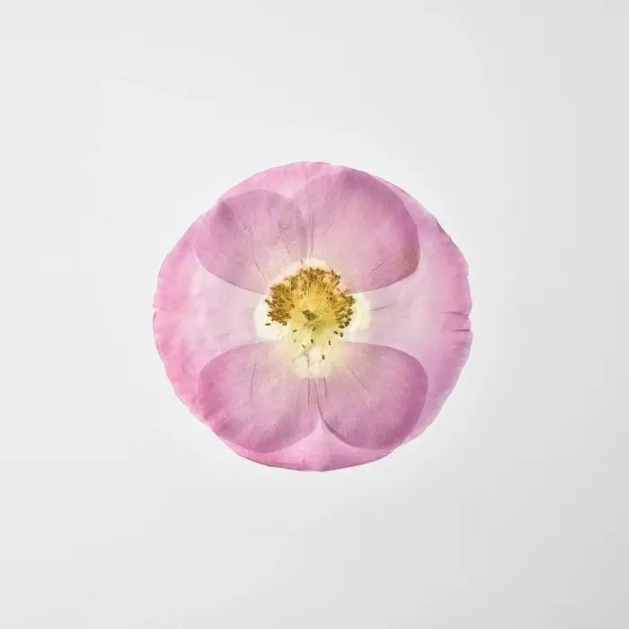1 pièce/7-10 cm, Véritables pétales de coquelicot pressés pour cadre photo