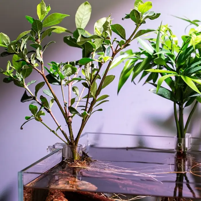 6 pièces Support plante d'eau pour Aquarium Aquarium Support plante hydroponique Support plante Stab