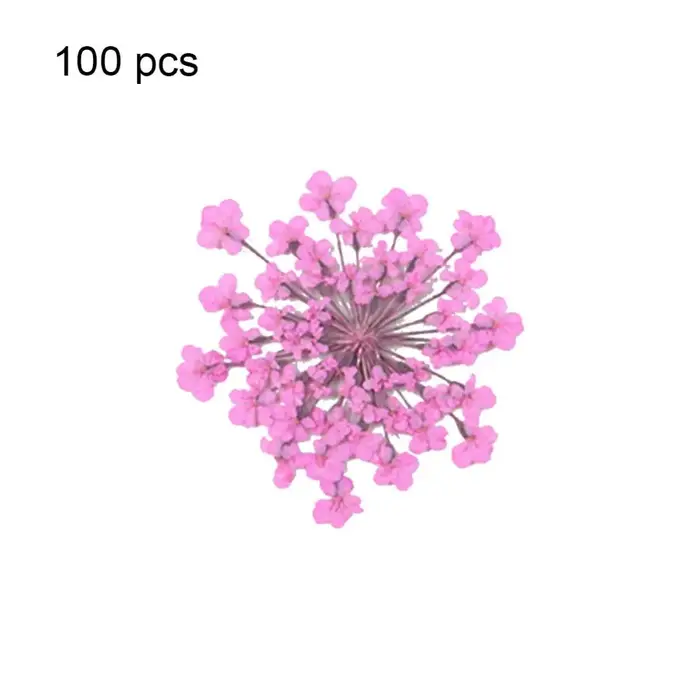 100 pièces plante naturelle fleur séchée pressée séchée Ammi Majus fleur résine époxy ongles artisan