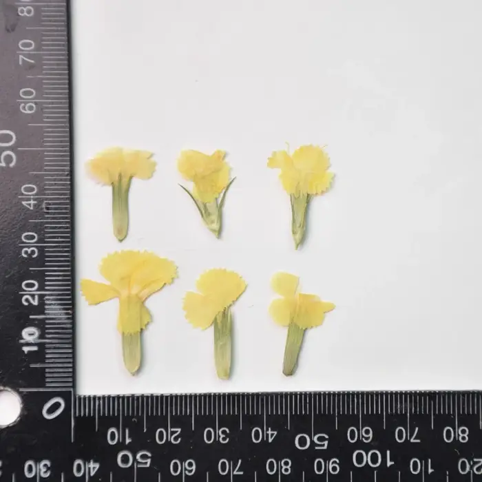 24 pièces/2-3CM, œillet naturel fleur séchée en relief acacia prune vraie