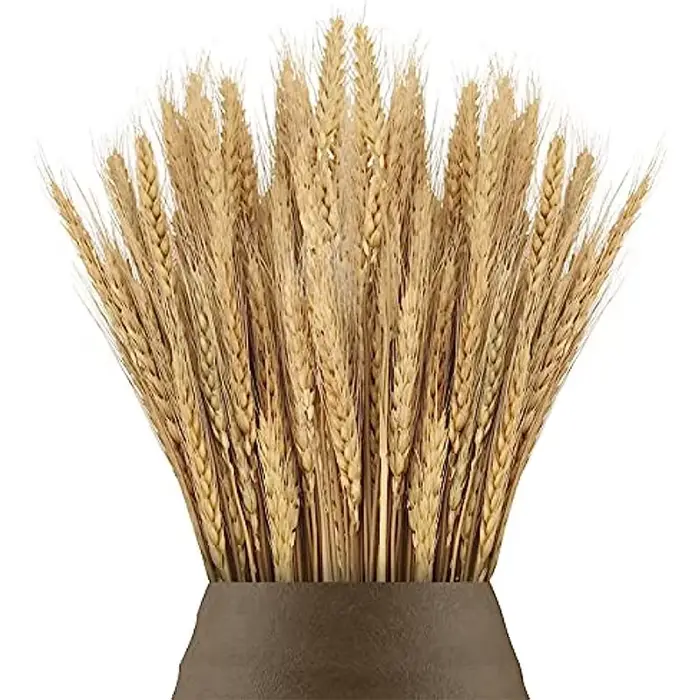 Pointes de blé séchées naturelles pour la décoration, bouquet de fleurs, décoration de table de mais