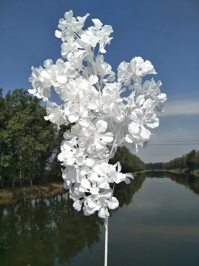 Branches de pouvez-vous psophile Blanches