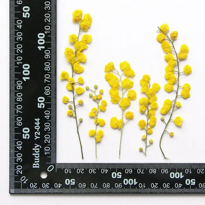 Fleurs séchées naturelles pressées de 3 à 8 cm