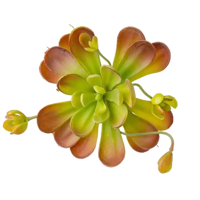 Plante succulente artificielle réaliste au toucher authentique
