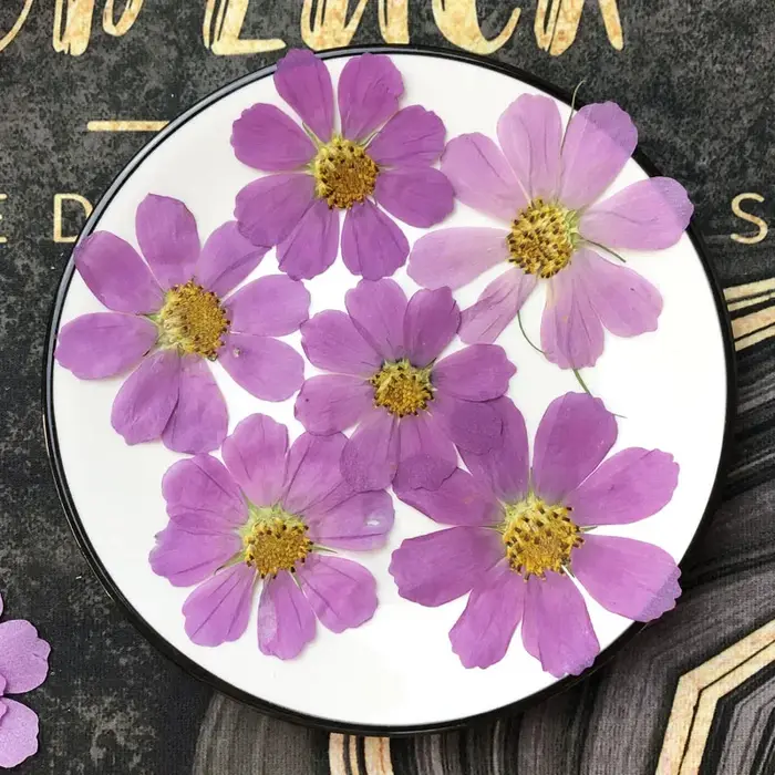 50X séché pressé naturel violet blanc Cosmos Galsang fleurs plante herbier pour carte postale cadre Photo bijoux signet bricolage