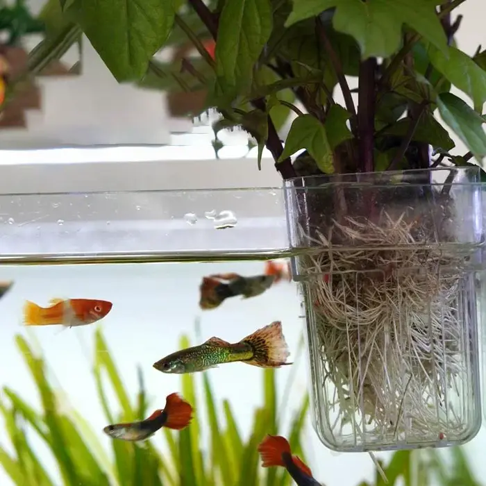 Coupelle de culture hydroponique domestique pour plantes aquatiques