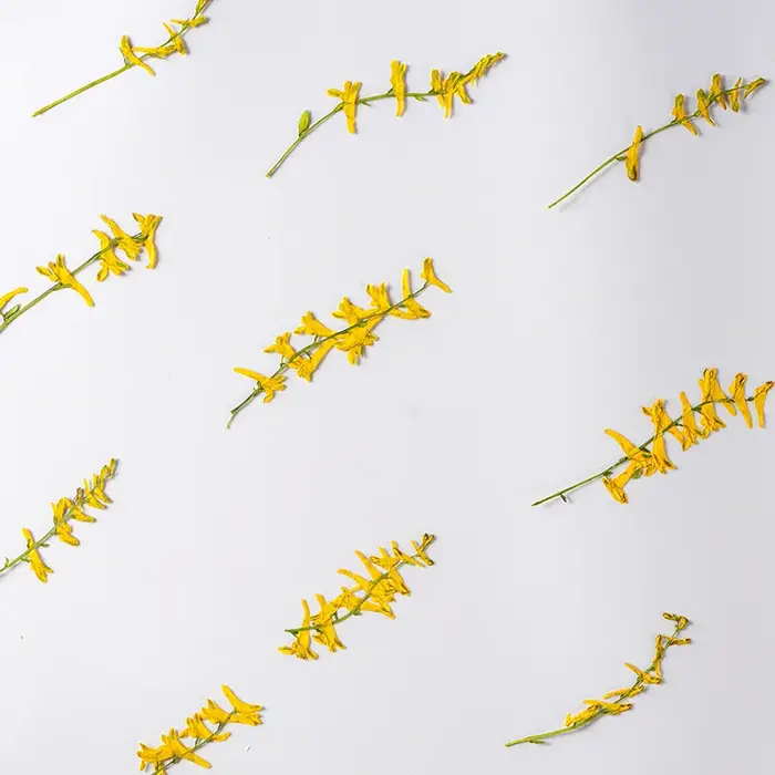 6 pièces/6-10 cm, fleurs séchées d'herbe de perroquet naturelles