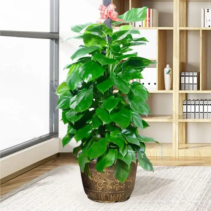 Grand Pot de fleur épais avec trou de Drainage