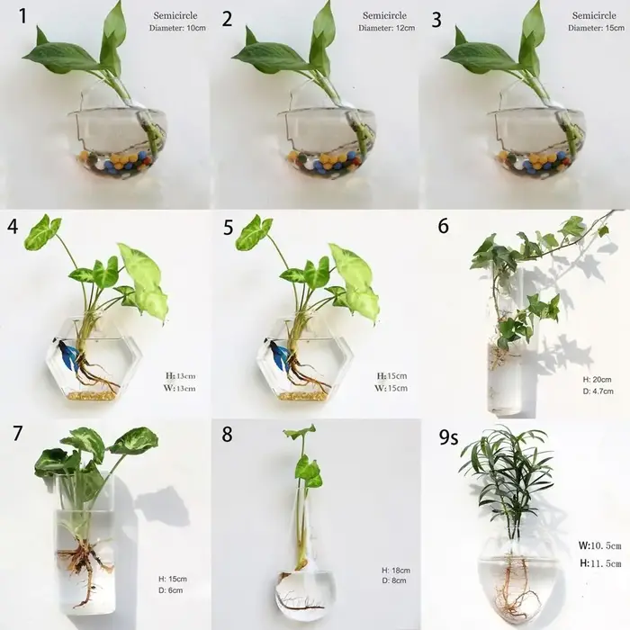 Plantes hydroponiques purifient la maison