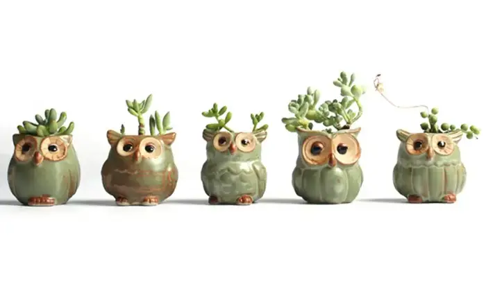 Pot de jardinière succulente mignon