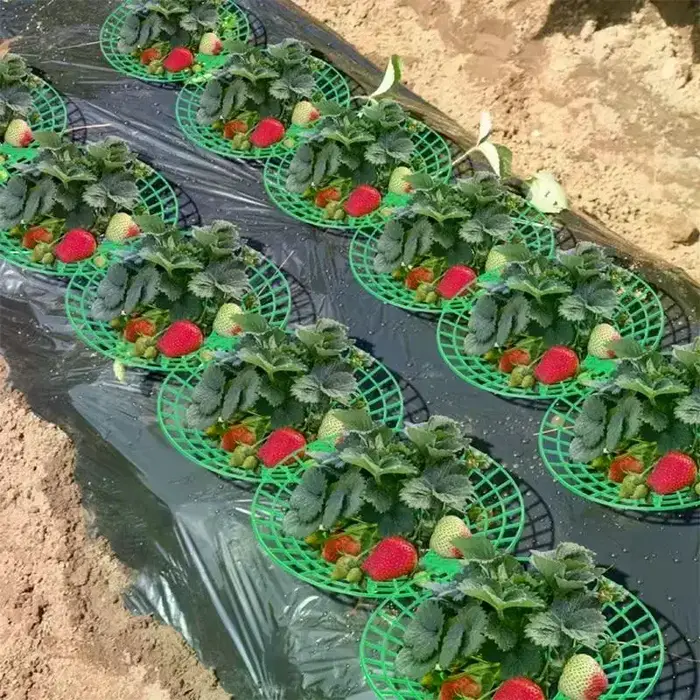 Support pour plantes de fraises avec pieds, support de culture rond en plastique pour garder les baies propres et empêcher la pourriture