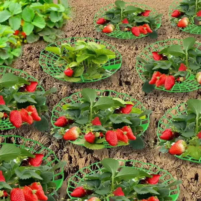 20/40PCS Supports de plantation pour fraises