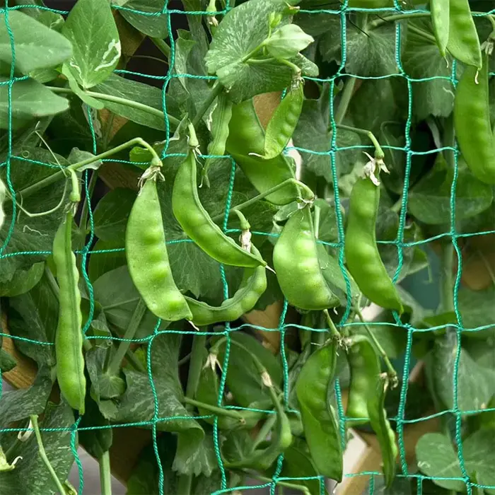 Filet de treillis pour plantes grimpantes