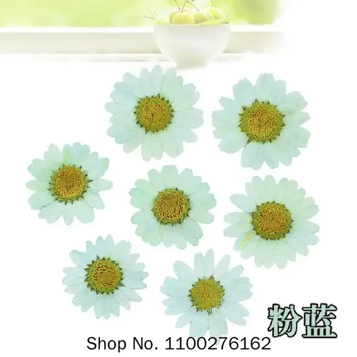 120 pièces de fleurs de marguerite séchées pressées pour la fabrication de pendentifs en résine époxy
