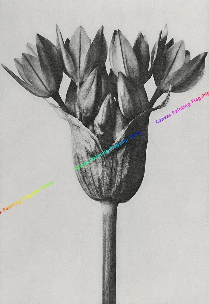 Karl Blossfeldt noir et blanc plante fleur minimaliste esthétique impression toile peinture pour sal