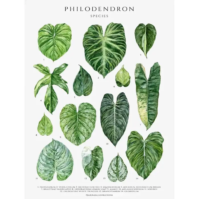 Affiche sur toile avec feuilles de plantes classiques