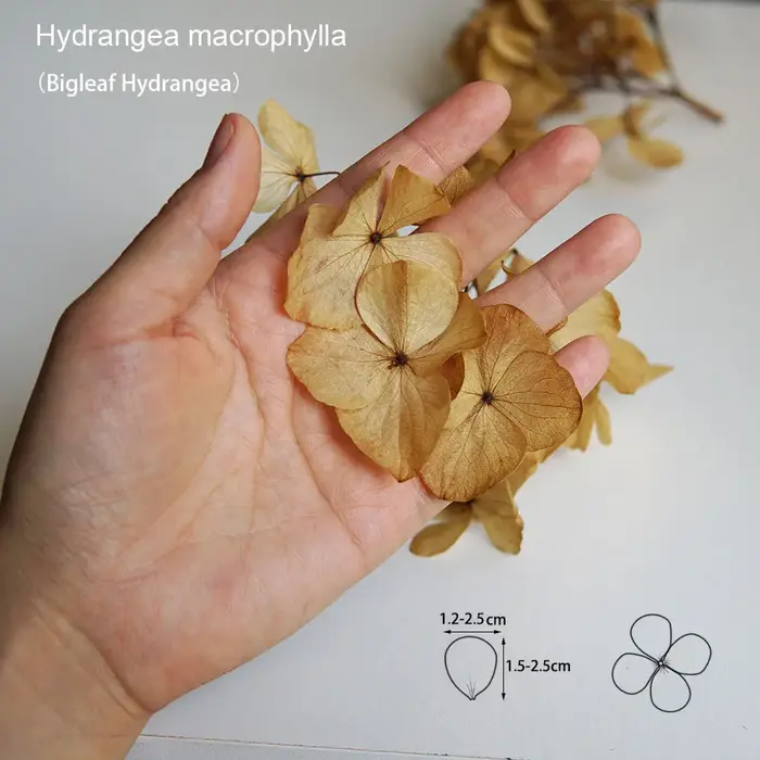 Hortensia gros pétales Macrophylla