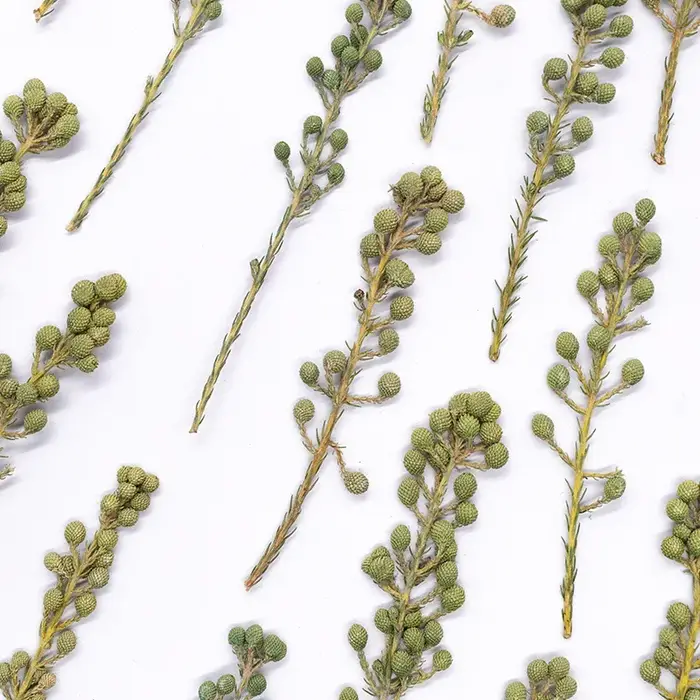 12 pièces, fleurs de corail vert naturel séchées et pressées