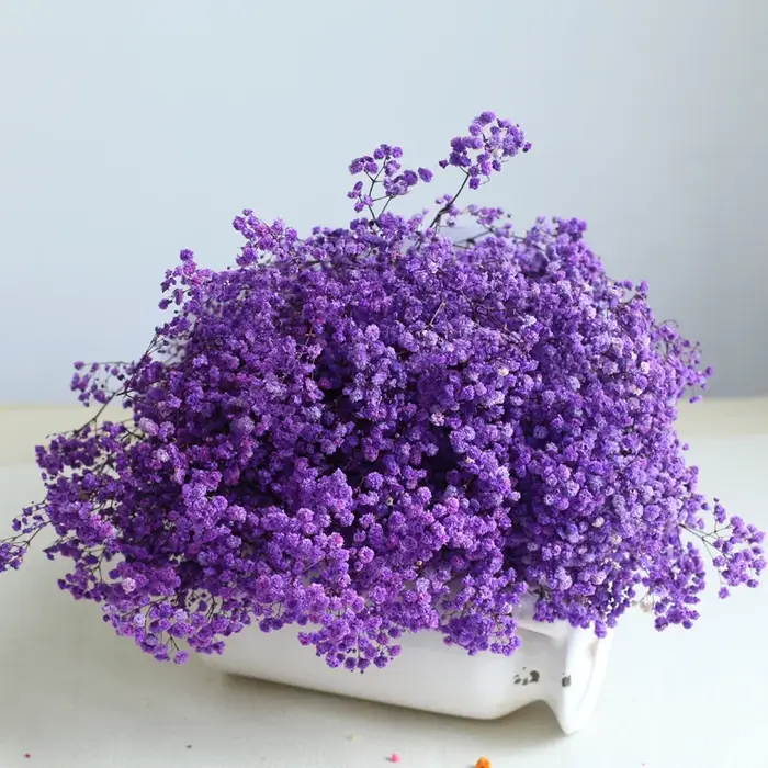 Fleurs de Gypsophile Blanches Séchées Naturelles